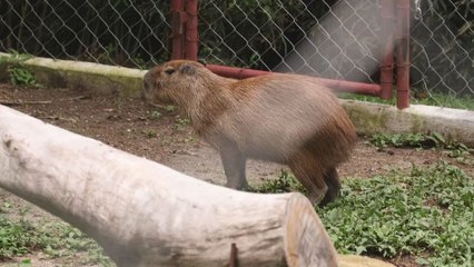 Mundo Verde: Capibara, maestros de la calma