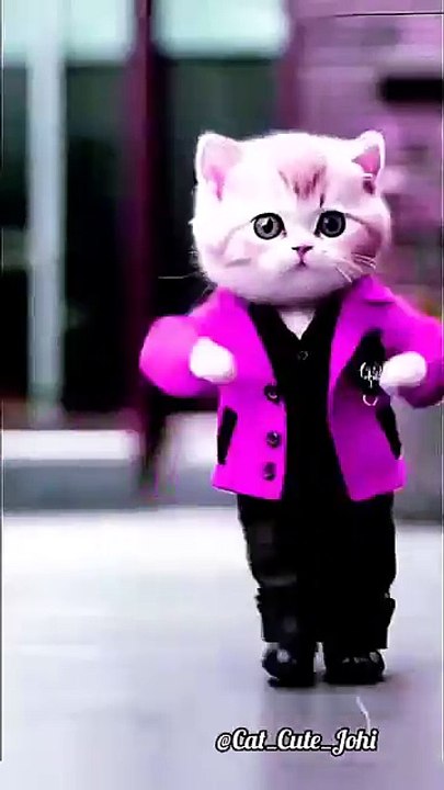 funny and cute cats #shortvideo #shorts (3)