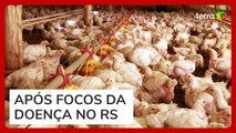 Gripe aviária: China, Argentina e União Europeia suspendem importação de carne de frango do Brasil