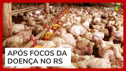 Gripe aviária: China, Argentina e União Europeia suspendem importação de carne de frango do Brasil