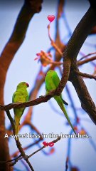 Two Souls Entwined, A Moment of Pure Avian Affection