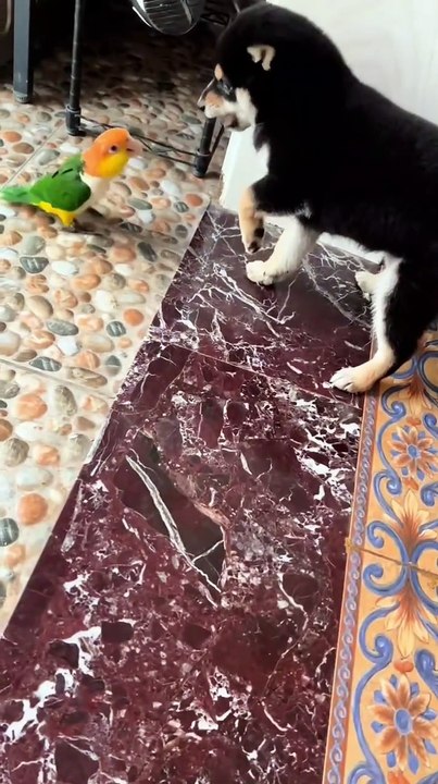 funny pets 5172
