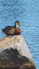 Duck swimming and playing