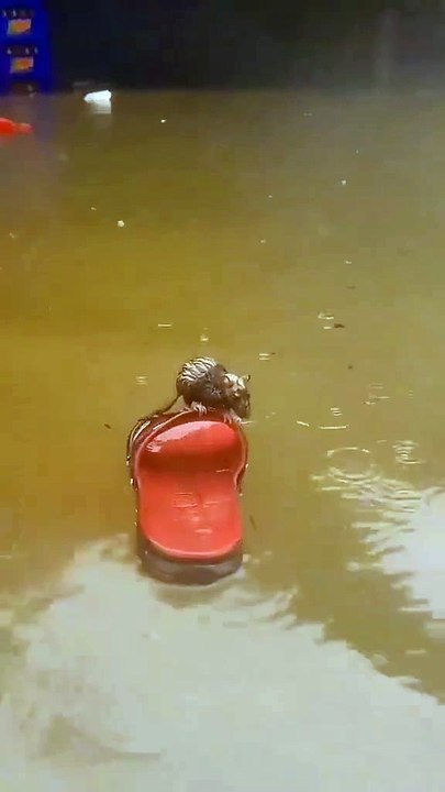 Mouse enjoys drive