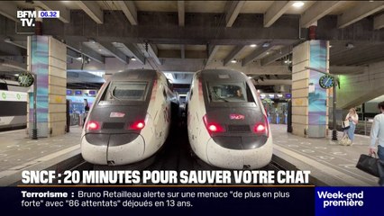 La SNCF instaure un délai de 20 minutes pour tenter de sauver votre animal perdu dans une gare