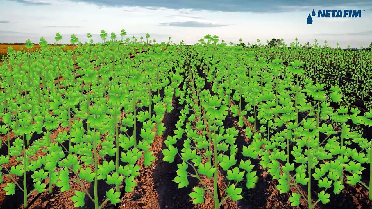 नेटाफिम पाठशाळा -कपास वाढीच्या काळातील अनियमित पाऊसावर नेटाफिम ठिबक सिंचनाने कशी मात करता येईल?