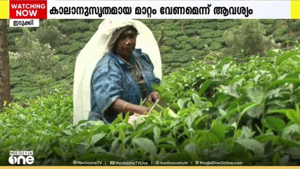 തോട്ടം തൊഴിലാളികളുടെ DA വർധിപ്പിച്ചില്ല; വ്യാപക പ്രതിഷേധം