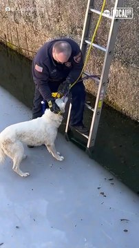 Cops rescue a cute little dogs 🐶 cops 🤯 dog lover 😍 animals love 😘💕#short #shortvideo #viralvideo #viralshort #dog #cops #animals