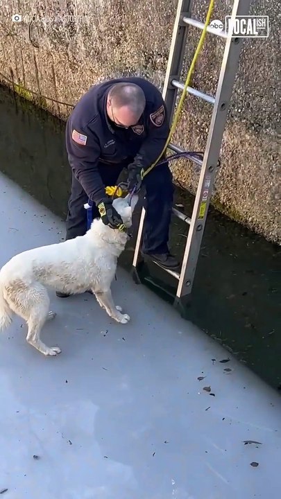 Cops rescue a cute little dogs 🐶 cops 🤯 dog lover 😍 animals love 😘💕#short #shortvideo #viralvideo #viralshort #dog #cops #animals