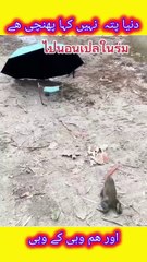 New funny comedy videos,funny days,New funniest co