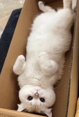 Cute animals ❤️😼cute cat #cuteanimals #cat #pets