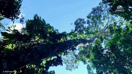 Scarlet Macaw - The Free Spirit of the Tropical Wilderness