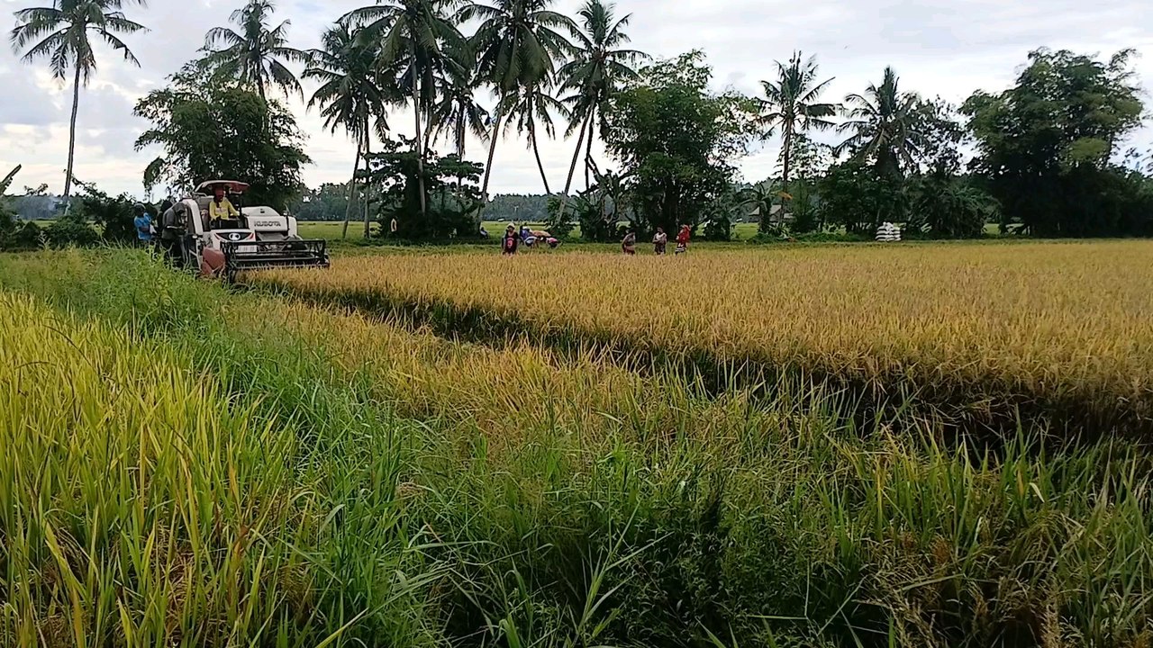 harvest rice
