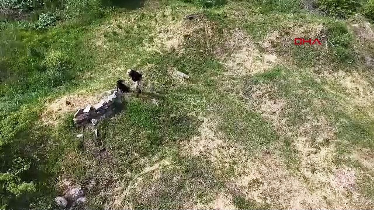 Türkiye'nin en sevimli ve en tehlikeli özel kuv...