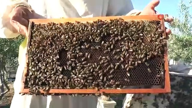 İlham veren başarı hikayesi! Annesi için başladı, tonlarca bal üretiyor