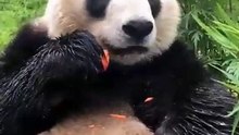 The daily life of pandas 🐼(99)   #Panda #Lovely