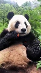 The daily life of pandas 🐼(99)   #Panda #Lovely