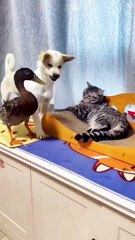 Cat vs dog new viral funny video 📸 dogs loves 😍😍cat lover 😍❣️ animals love 😘💖#shorts #shortvideo #viralshort #viralvideo #funny #funnyvideo #comedy #dog #cat #animals