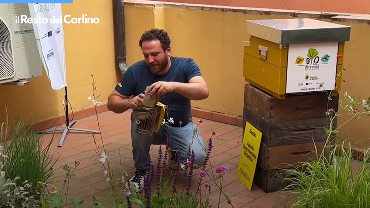 Ecco come ci si avvicina alle api. Il video