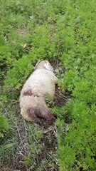 İki küçükbaş hayvan, köpek saldırısıyla telef oldu