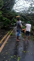 Árvore cai e provoca interdição em trecho da BR-316