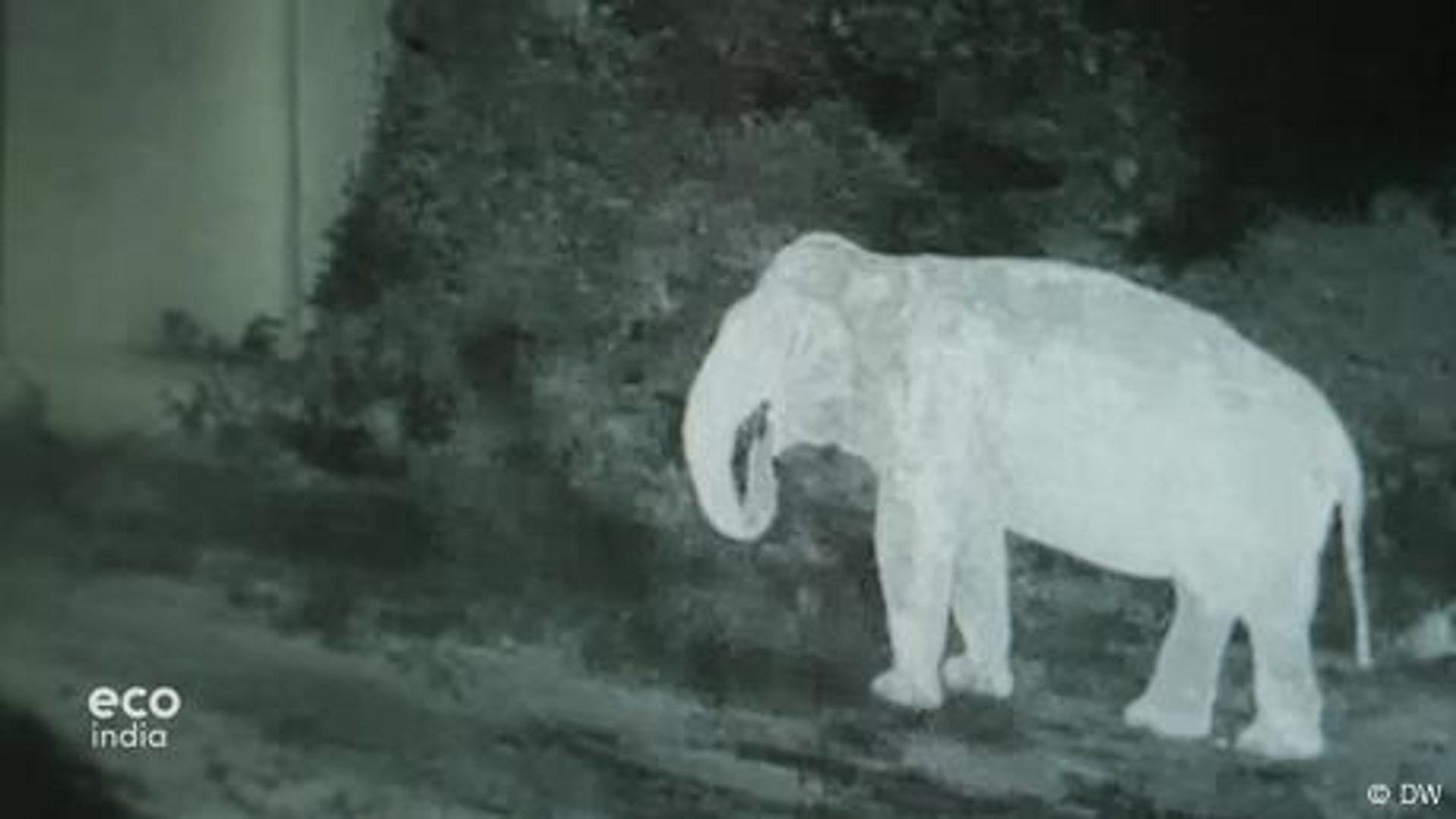 How artificial intelligence is saving elephants' lives