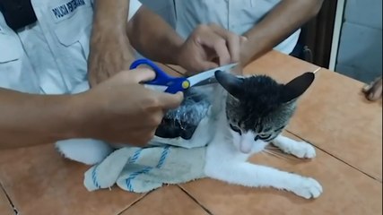 Costa Rica, catturato gatto che trasportava droga