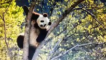 The daily life of pandas 🐼(106)   #Panda #Lovely