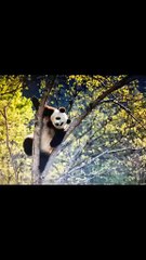 The daily life of pandas 🐼(106)   #Panda #Lovely