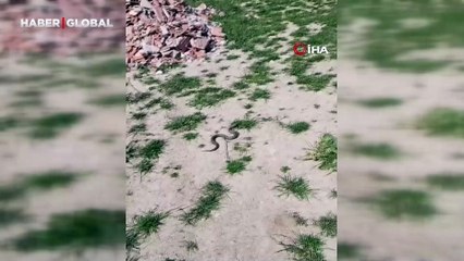 Bursa'da apartmanın içerisinde Kafkas burunlu engerek yılanı görüldü!