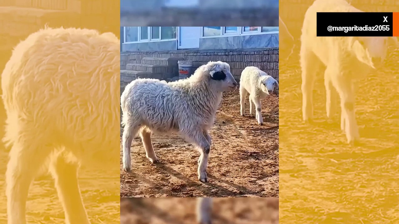 Hulvaton video: yritä olla nauramatta tälle lampaiden ja vuohien kokoelmalle