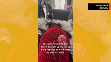 Kosket­tava video: kissa hyvästelee rakkaasti kuolemaa tekevän koiraveljensä