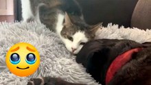 Vidéo bouleversante : une chatte fait ses adieux à son “frère” chien mourant