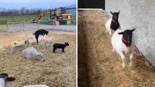 Hilarische video: probeer niet te lachen om deze compilatie van schapen en geiten