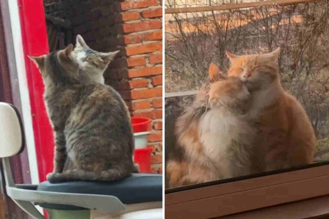 Schattige video toont de meest romantische katten ooit vastgelegd