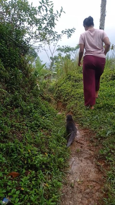 otter nya nyerang kameramen 🤣