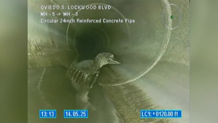 Five-foot-long alligator found ‘chilling’ in pipe under busy road