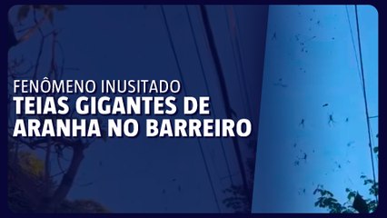 Teias de aranha cobrem rua no Barreiro: fenômeno intriga moradores