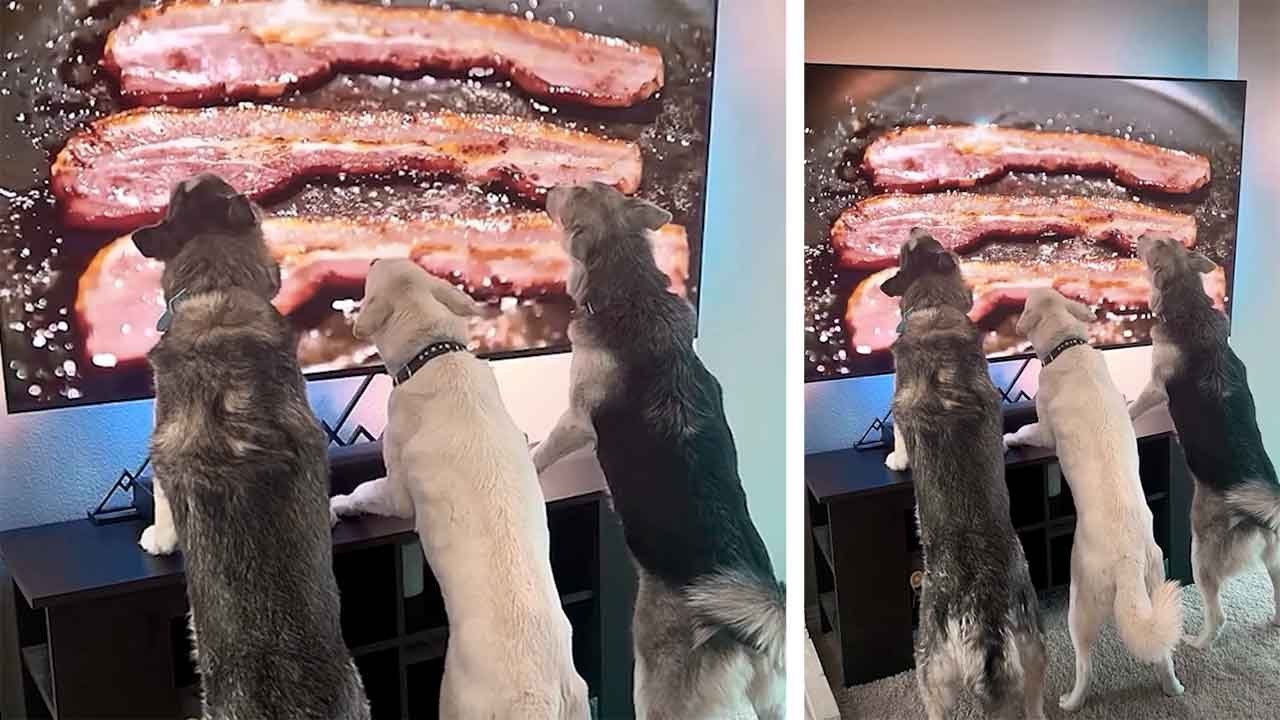 Lustiges Video: verfressene Hunde „drehen durch“ wegen Bacon – sogar nur im Fernsehen!