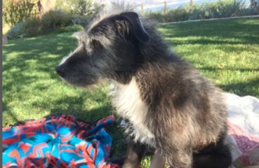 Julia Roberts' beloved dog has died