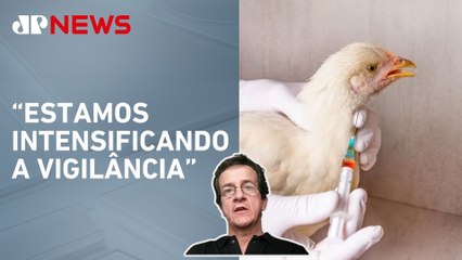 A gripe aviária é motivo de crise na agropecuária? Especialista debate impactos da influenza