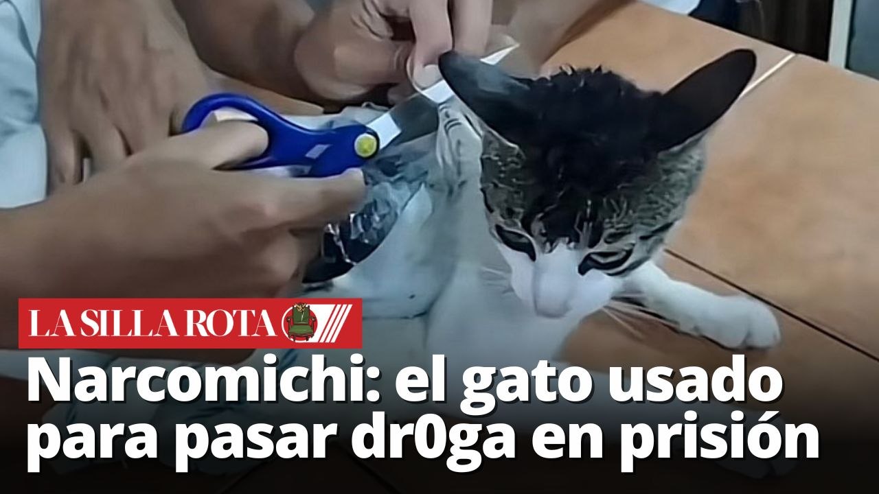 Narcomichi: El gato traficant3 de dr0ga capturad0 en cárcel de Costa ...