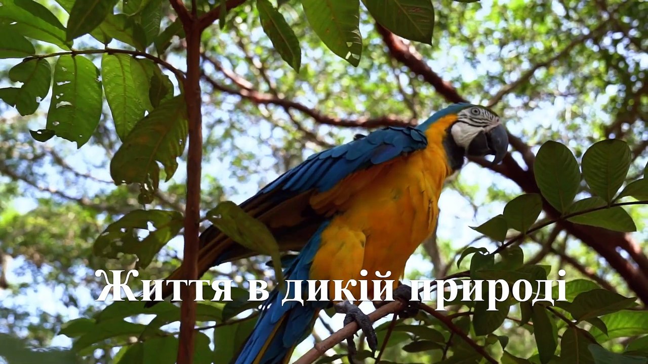 Цікаві факти про папуг про які ви не знали
