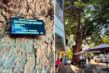 El árbol más antiguo de La Paz guarda una oscura leyenda de brujería