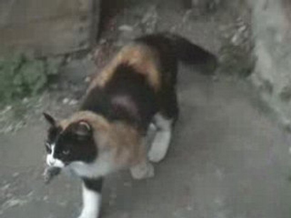 Caramel contre Ratatouille