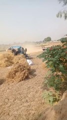 Harvesting Of Wheat Fields pure protine dite