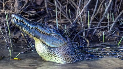 The Australian Saltwater Crocodile