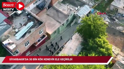 Diyarbakır’da 30 bin kök kenevir ele geçirildi