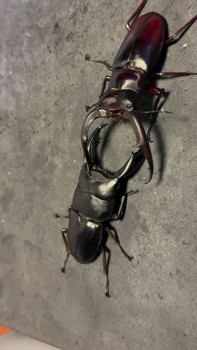 wrestling between two brothers super punch wow 😁