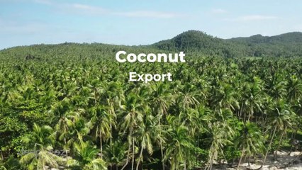 Top Coconut Exporter Globally Coconut Tariffs and Trade Conditions